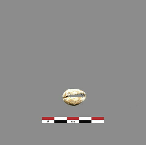 coquillage ; collier ; perle, image 1/1