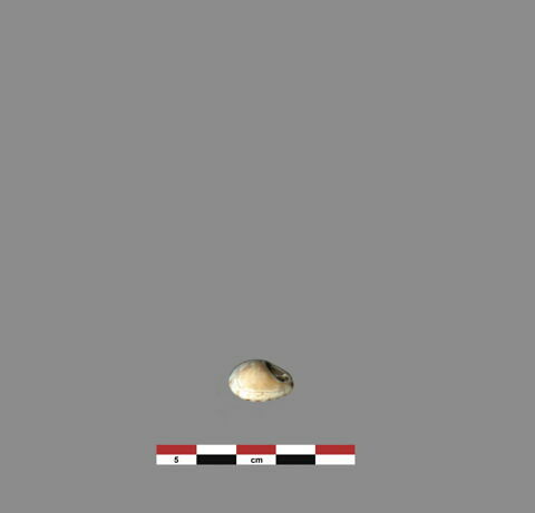 coquillage ; perle, image 1/1
