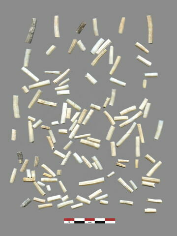 coquillage, image 1/1