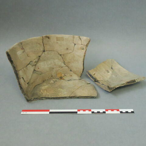 cuvier, image 2/10