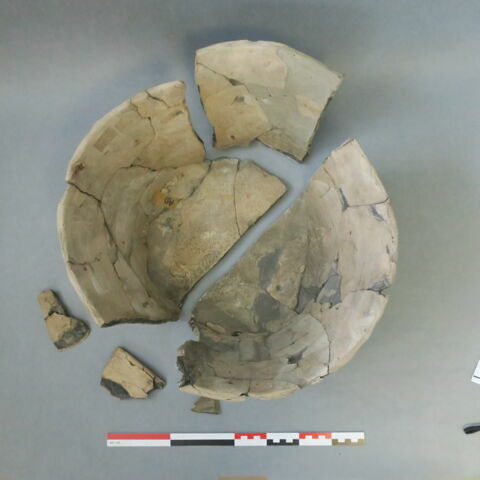 cuvier, image 9/10