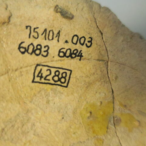 pichet, image 5/5
