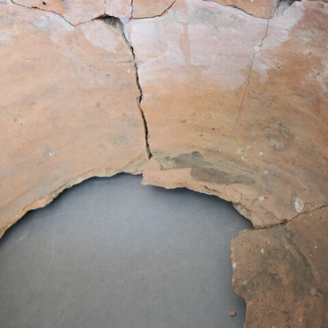 cuvier, image 3/3