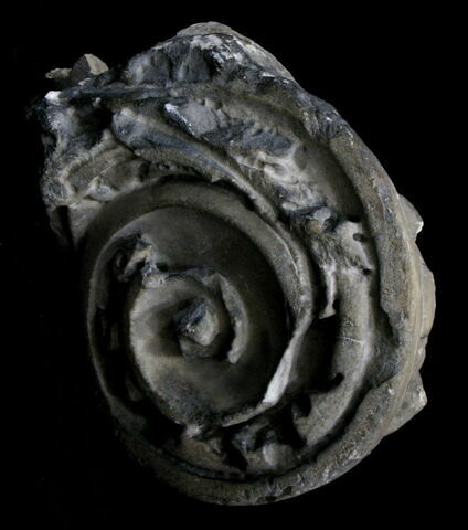 chapiteau, image 3/4