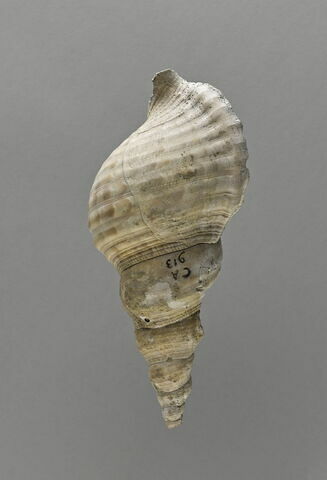 coquillage, image 1/2