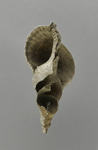 coquillage, image 2/2