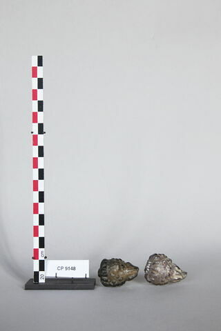 bouton, image 2/2