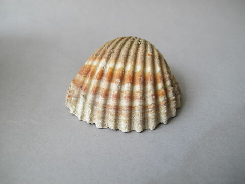 coquillage, image 1/2