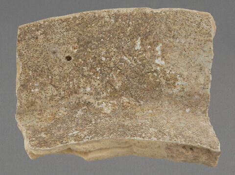 Fragment d'aile de plat, image 1/1