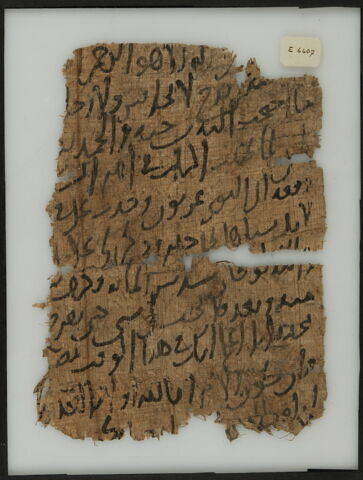 Papyrus, image 1/2