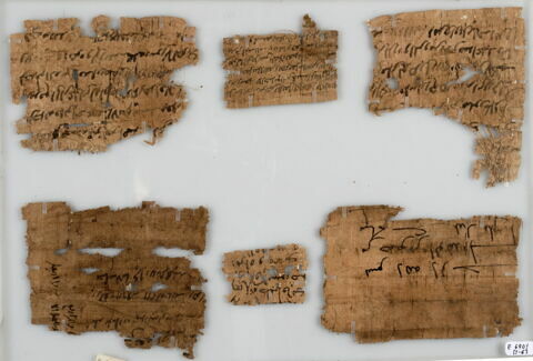 Papyrus, image 1/1