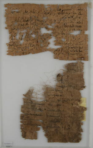Papyrus, image 1/1