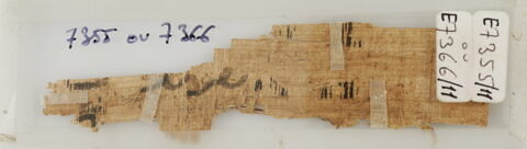 Papyrus, image 2/2