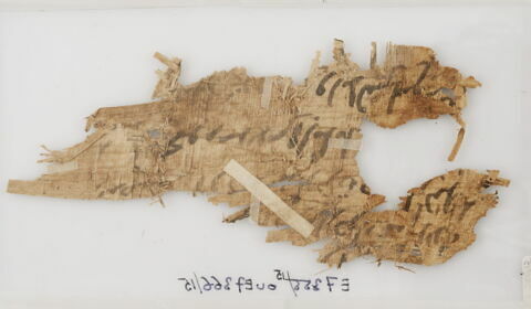 Papyrus, image 2/2