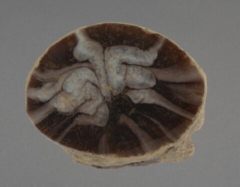 Fond de coupe, image 1/1