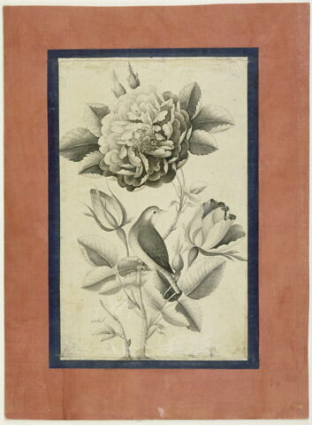 Rose et rossignol, image 7/7