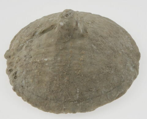 Couvercle de forme cônique, image 1/1