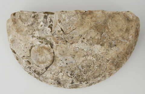 Fragment de coupe à ocelles, image 1/1