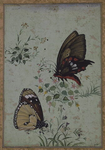 Papillons (petit monarque ; petit monarque et 