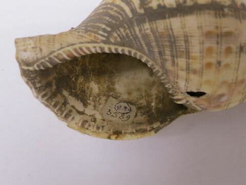 coquillage, image 2/3