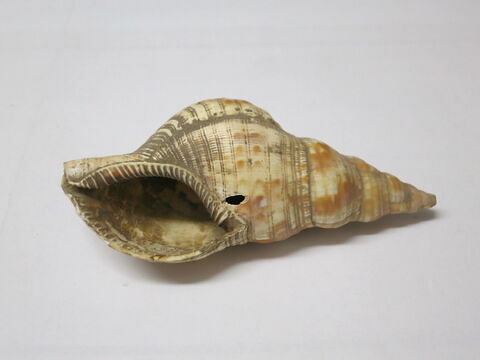 coquillage, image 1/3