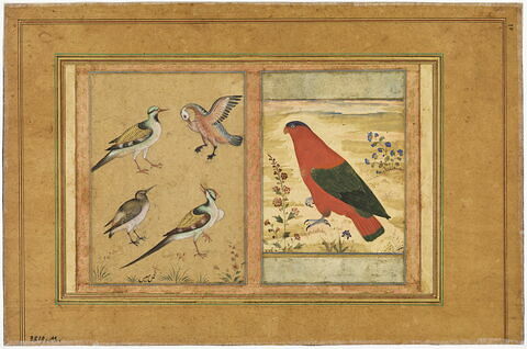 Quatre oiseaux ; Perroquet rouge (page d'album)