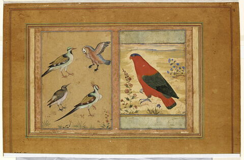 Quatre oiseaux ; Perroquet rouge (page d'album), image 3/5