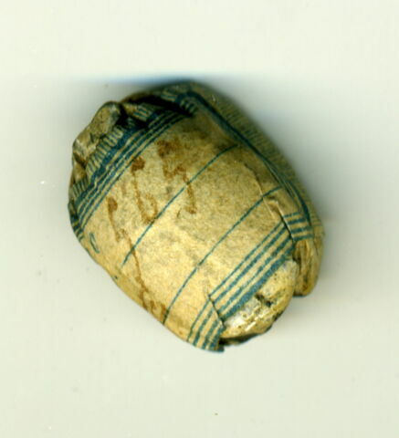 scarabée, image 2/2