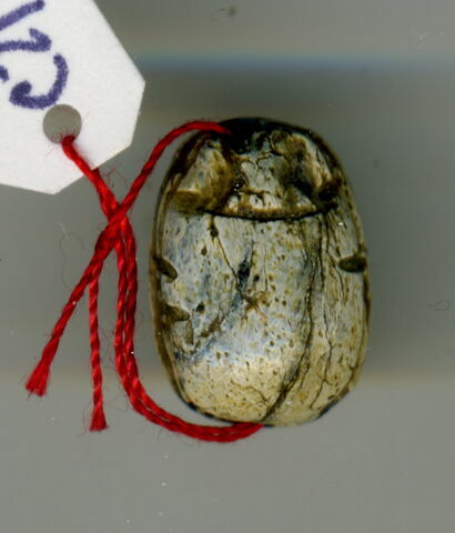 scarabée, image 4/5