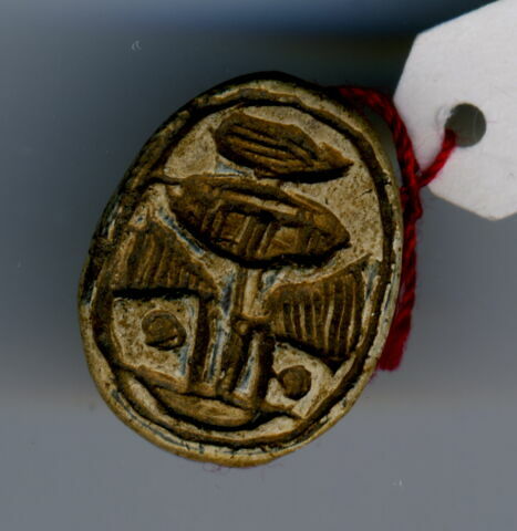 scarabée détaillé, image 1/1