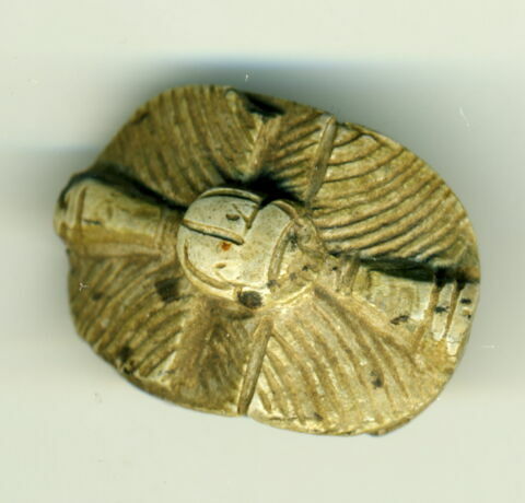 scarabée à pattes hypertrophiées, image 2/2