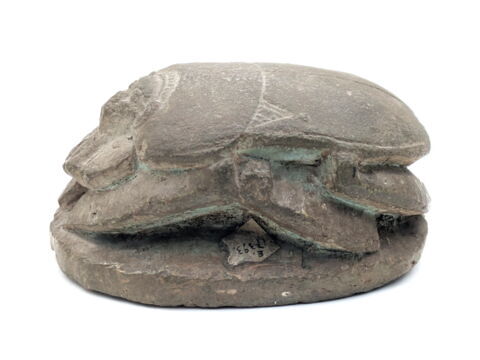 scarabée détaillé, image 4/5