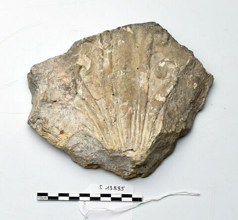 plaque Campana, image 1/1