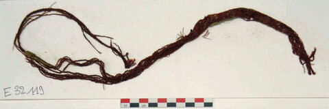 bande décorative d'habillement ; fragment, image 2/2