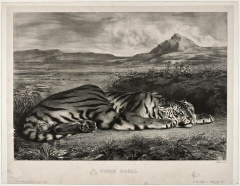 Tigre royal (3e état), image 1/1