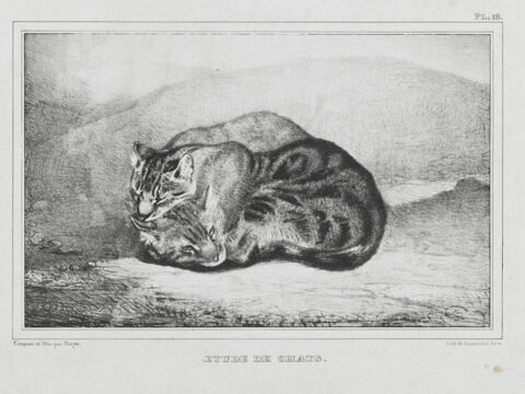 Étude de chats, image 1/1