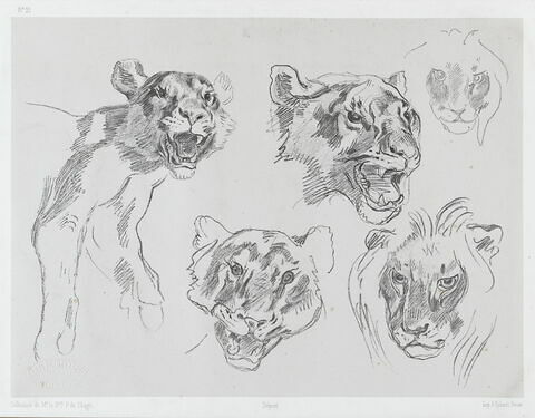 Têtes de lions, d'après Delacroix