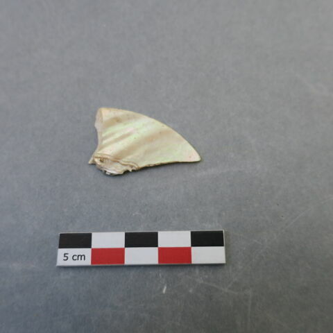 reste animal coquillage, fragment