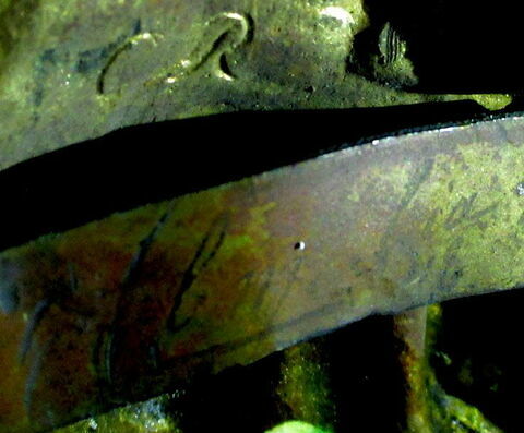 Porte-embrasse en bronze doré d'un groupe de cinq, image 6/7