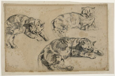 Etudes de chats, image 1/1