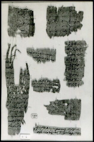 papyrus, image 5/6
