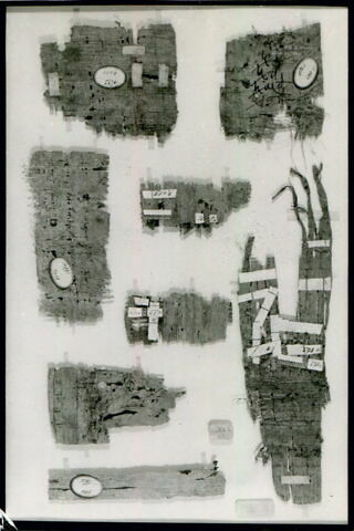 papyrus, image 6/6