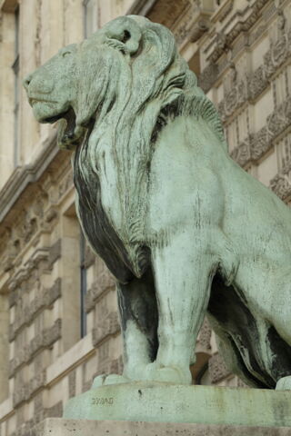 Lion assis, image 7/7