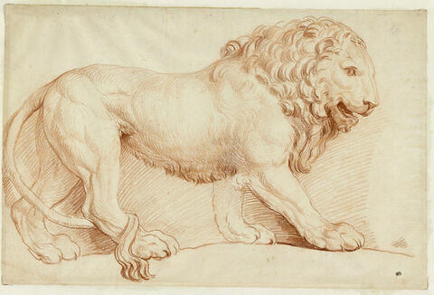 Lion Barberini