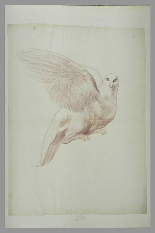 Une colombe, les ailes à demi-déployées, image 2/2