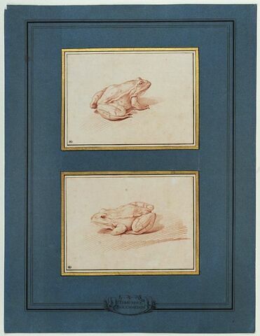 Une grenouille, tournée vers la droite, image 2/3