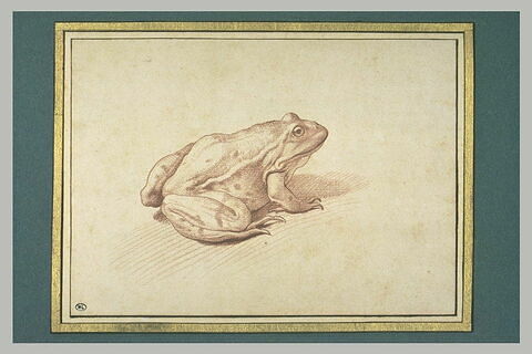 Une grenouille, tournée vers la droite, image 3/3