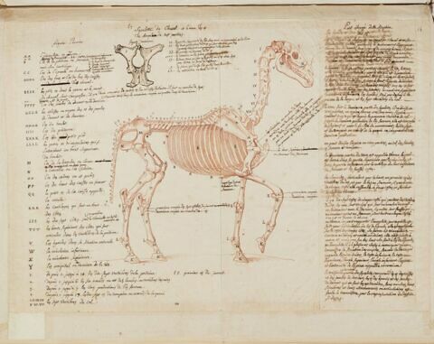 Squelette d'un cheval debout, tourné vers la droite, avec indication des os