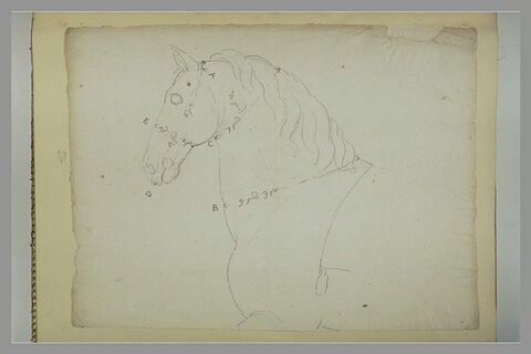 Tête, cou et poitrail d'un cheval tourné vers la gauche, image 2/2