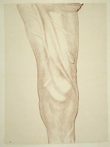 Jambe postérieure droite d'un cheval, vue à hauteur du genou, image 1/2